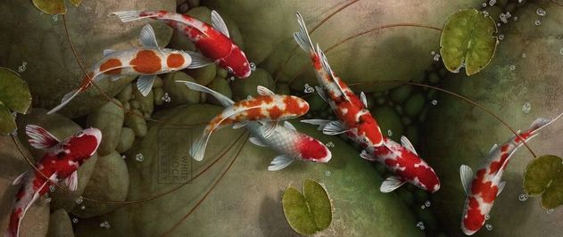 udržování průzračné vody pomocí bakterií