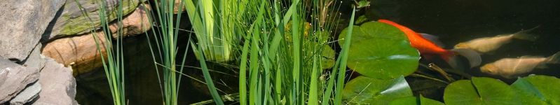 letní potrava pro barevné kapry