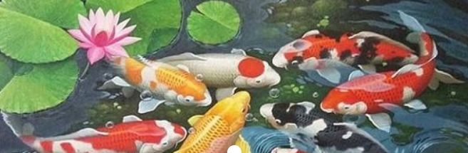 pelety pro kapry KOI