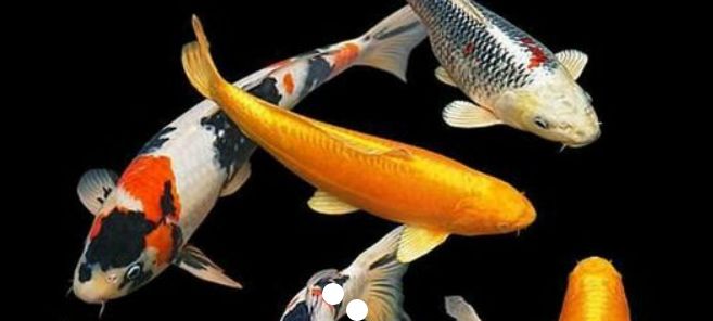 Vynikající profesionální potrava pro ryby