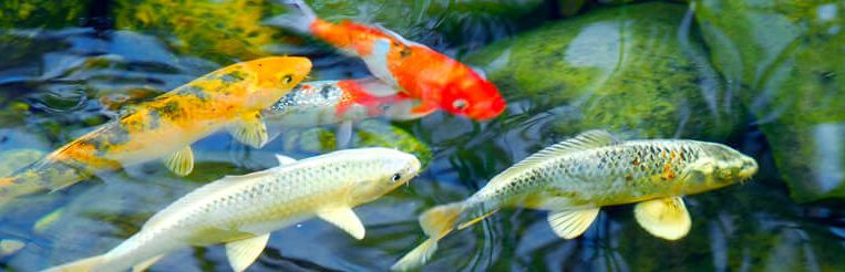 automatické krmítko pro ryby v jezírku