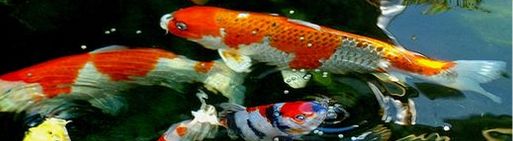 Bio Oxydator 2500 ml pro čistotu ody v rybníčku