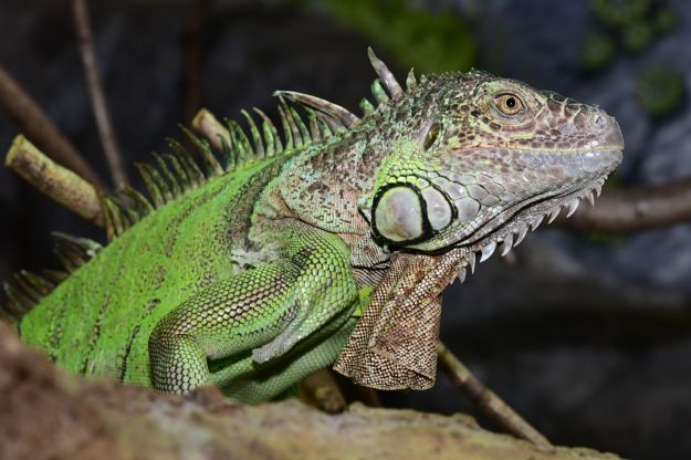 Herbivor krmení pro leguana