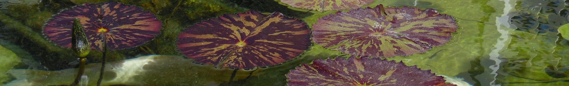 čštění vody v jezírku