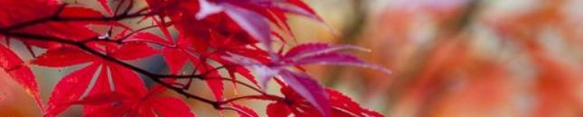 Heissner plovo\ucí skimmery na listí padající do jezírka