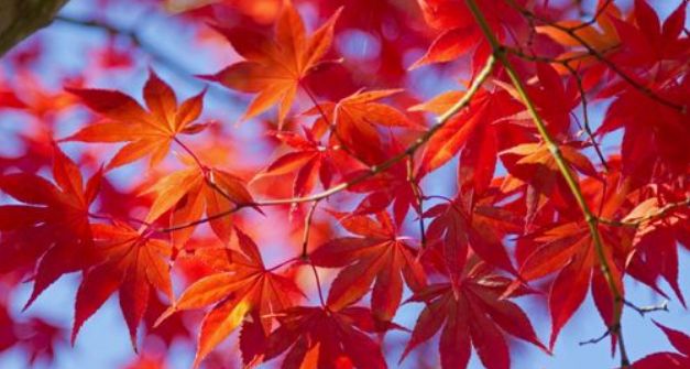 Aqua Nova krycí sítě na jezírko