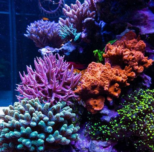 čerpado do mořského akvária zajistí proud vody