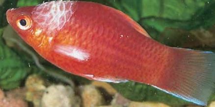 Nemoci ryb způsobené bakteriemi