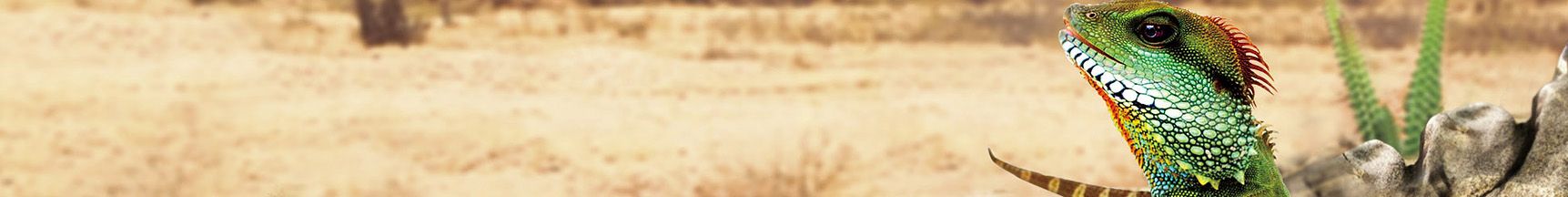 vybavení pro teraristiku AV Record