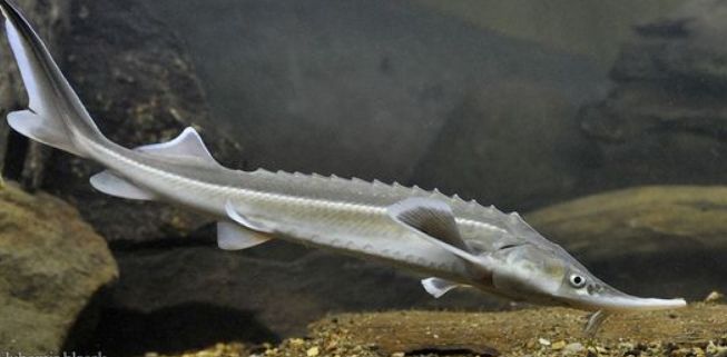 krmiva pro jesetery Kladno