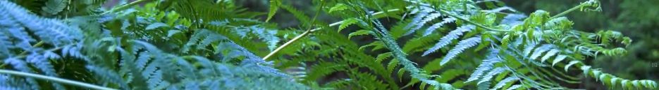 terardijní dekorace Praha