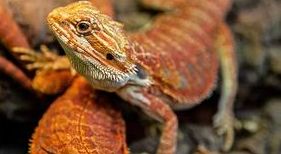 topné kabely pro ohřev dna terária