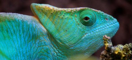 potřeby pro teraristy Kladno