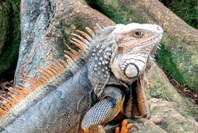 topné desky pro ohřívání terária