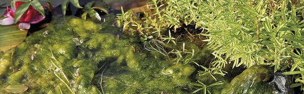 vlasová řasa v jezírku narušuje biologickou rovnováhu