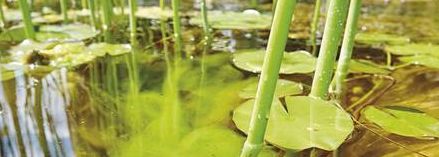 dlouhá řasa z jezírka zmizí použitím Attack Pond