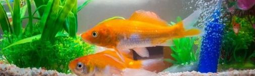 Hailea membránová dmychadla na šest hadiček