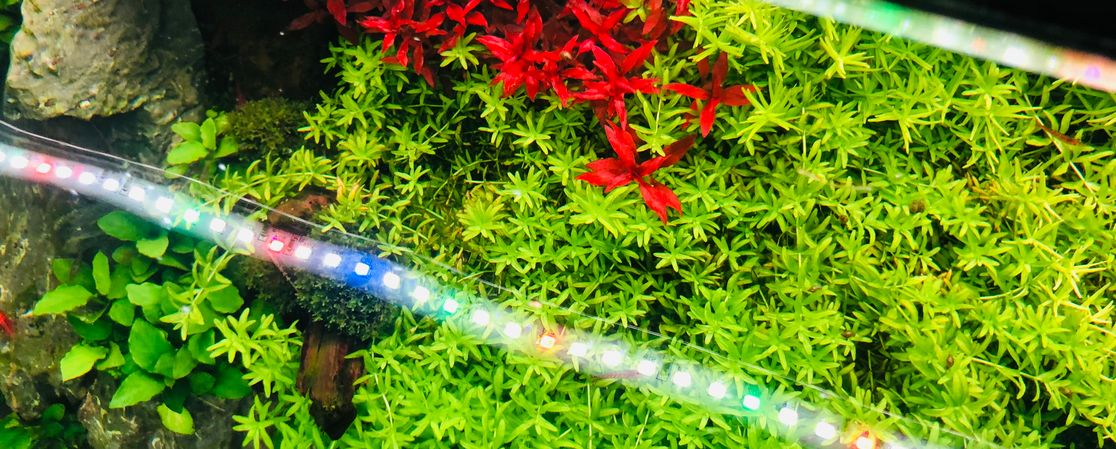 LED světlo do akvária, terária 28 cm