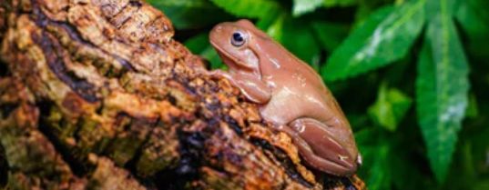 Lignocel podestýlka do tropického terária