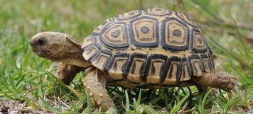 granule pro suchozemské želvy